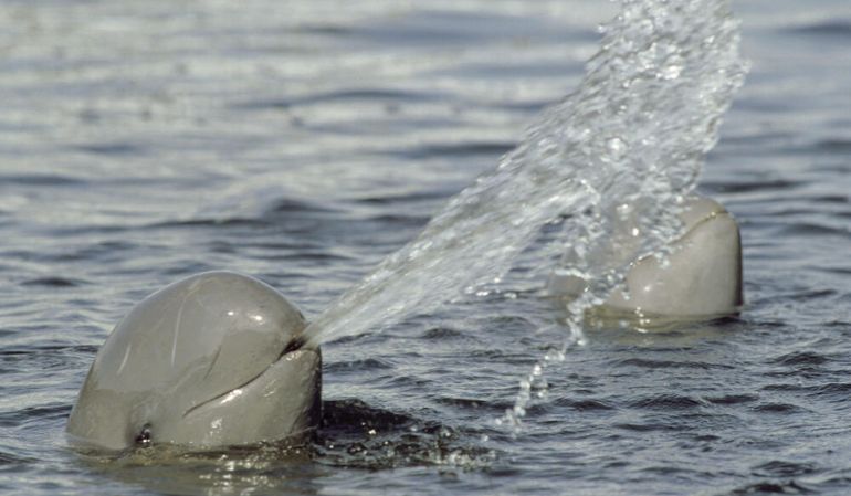 Mekong Dolphin